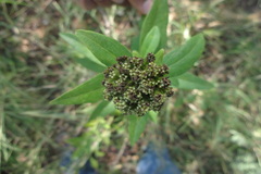 Blepharispermum subsessile